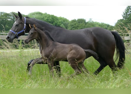 Hannoveraan, Hengst, 1 Jaar, 173 cm, Zwart