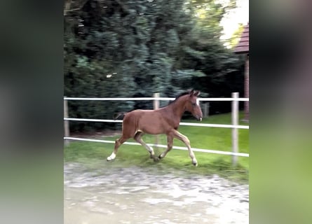 Hannoveraan, Hengst, 1 Jaar, 175 cm, Bruin