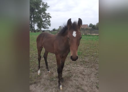 Hannoveraner, Hengst, 1 Jahr, Brauner