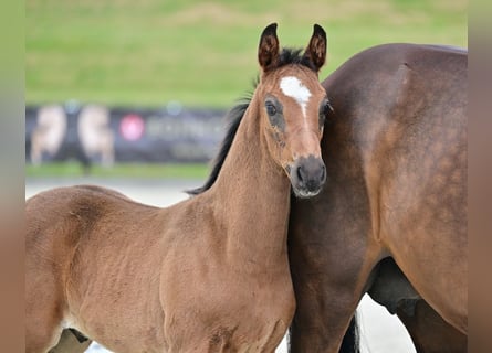 Hannoveraan, Hengst, 1 Jaar, Bruin