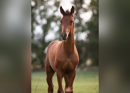 Hannoveraan, Hengst, 1 Jaar, Bruin