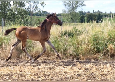 Hannoveraan, Hengst, 1 Jaar, Bruin