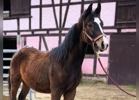 Hannoveraan, Hengst, 1 Jaar, Bruin