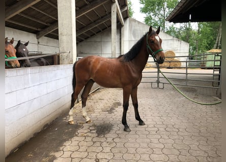 Hannoveraan, Hengst, 1 Jaar, Bruin