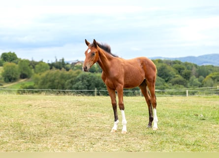 Hannoveraan, Hengst, 1 Jaar, Bruin