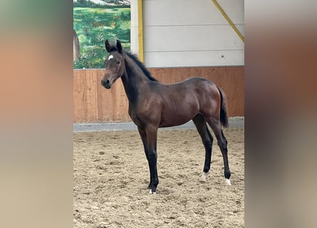 Hannoveraan, Hengst, 1 Jaar, Donkerbruin