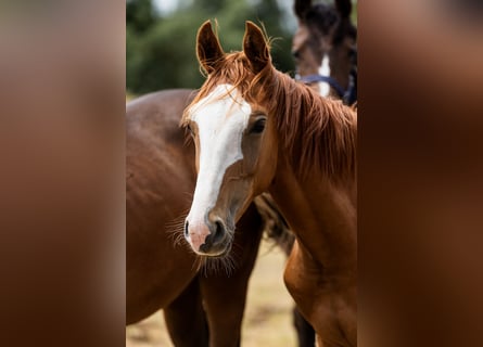 Hannoveraan, Hengst, 1 Jaar, Donkere-vos