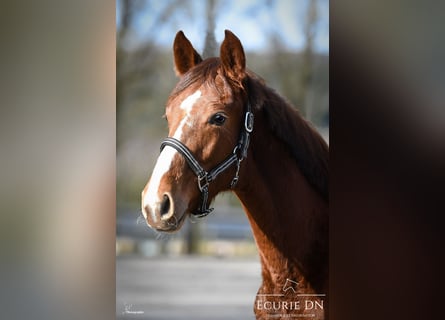 Hannoveraan, Hengst, 1 Jaar, Donkere-vos