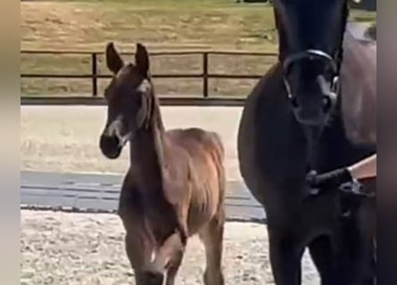 Hannoveraan, Hengst, 1 Jaar, Zwartbruin