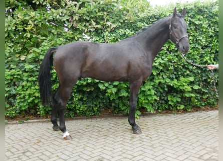 Hannoveraan, Hengst, 2 Jaar, 157 cm, Donkerbruin