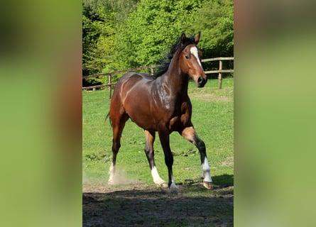 Hannoveraan Mix, Hengst, 2 Jaar, 158 cm, Donkerbruin