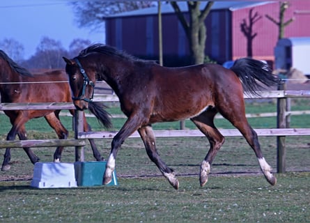 Hannoveraan Mix, Hengst, 2 Jaar, 158 cm, Donkerbruin