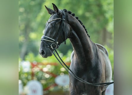 Hannoveraan, Hengst, 2 Jaar, 163 cm, Zwart