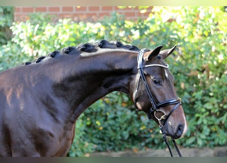 Hannoveraan, Hengst, 2 Jaar, 164 cm, Zwartbruin