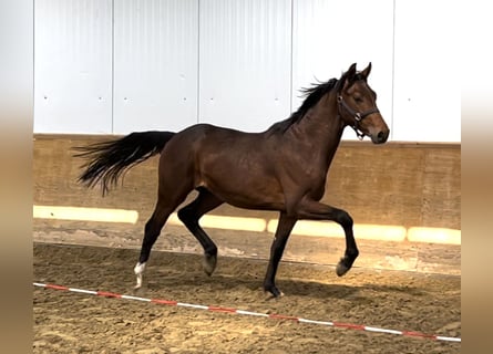 Hannoveraan, Hengst, 2 Jaar, 165 cm, Donkerbruin