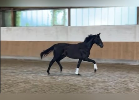 Hannoveraan, Hengst, 2 Jaar, 165 cm, Zwartbruin