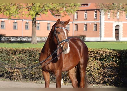 Hannoveraan, Hengst, 2 Jaar, 166 cm, Vos