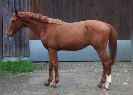 Hannoveraan, Hengst, 2 Jaar, 166 cm, Vos