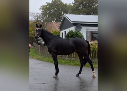 Hannoveraan, Hengst, 2 Jaar, 167 cm, Bruin
