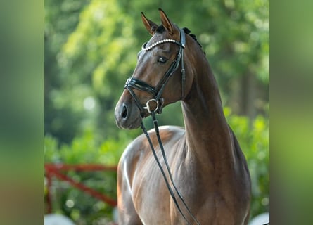 Hannoveraan, Hengst, 2 Jaar, 167 cm, Bruin