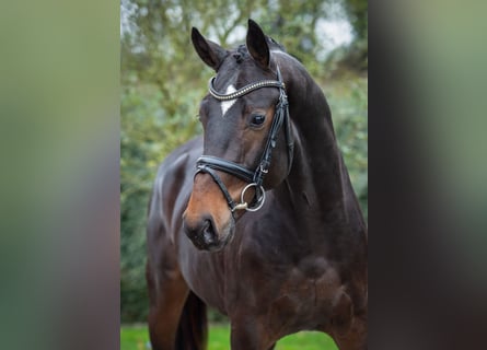 Hannoveraan, Hengst, 2 Jaar, 167 cm, Bruin