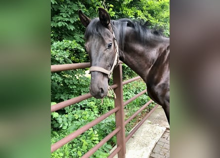 Hannoveraan, Hengst, 2 Jaar, 167 cm, Zwart