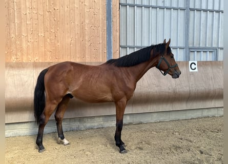 Hannoveraan, Hengst, 2 Jaar, 168 cm, Brauner