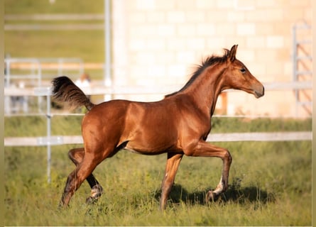 Hannoveraan, Hengst, 2 Jaar, 168 cm, Lichtbruin