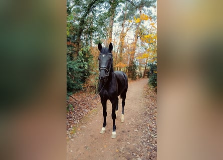 Hannoveraan, Hengst, 2 Jaar, 168 cm, Zwart