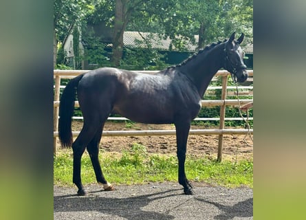 Hannoveraan, Hengst, 2 Jaar, 168 cm, Zwart