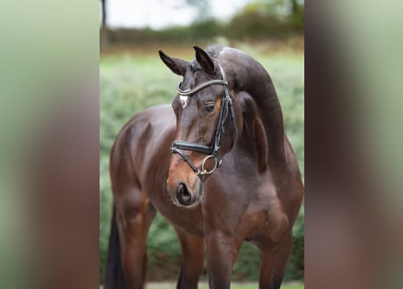 Hannoveraan, Hengst, 2 Jaar, 169 cm, Bruin