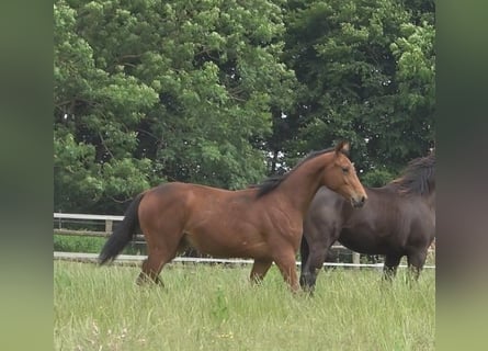 Hannoveraan, Hengst, 2 Jaar, 170 cm, Bruin
