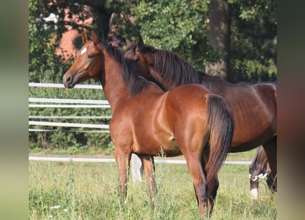 Hannoveraan, Hengst, 2 Jaar, 170 cm, Bruin