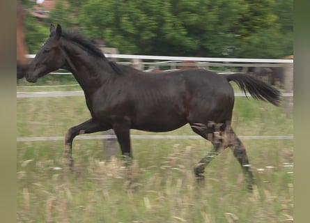 Hannoveraan, Hengst, 2 Jaar, 170 cm, Zwart