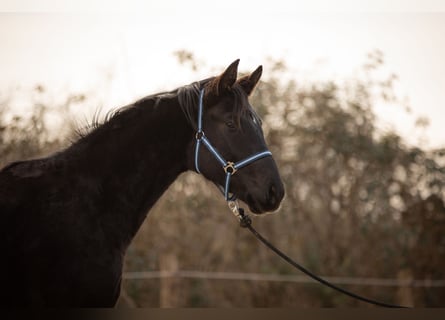 Hannoveraan, Hengst, 2 Jaar, 170 cm, Zwart