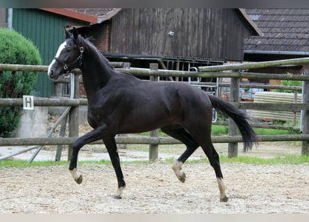 Hannoveraan, Hengst, 2 Jaar, 170 cm, Zwart