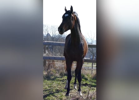 Hannoveraan, Hengst, 2 Jaar, 172 cm, Donkerbruin