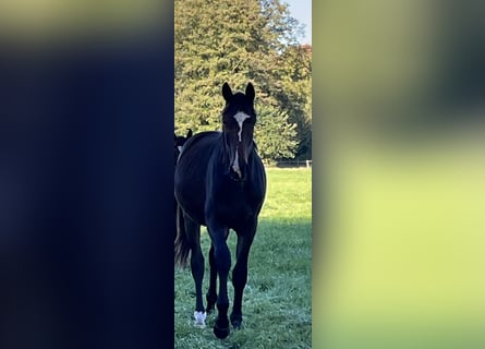 Hannoveraan, Hengst, 2 Jaar, 172 cm, Zwartbruin