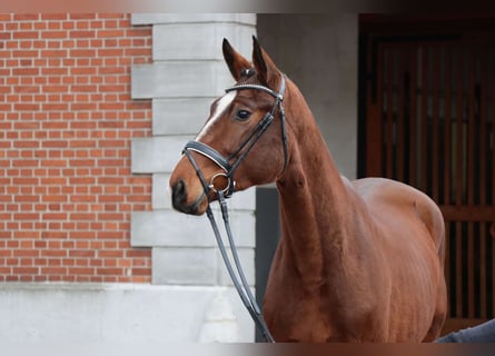 Hannoveraan, Hengst, 2 Jaar, 177 cm, Bruin
