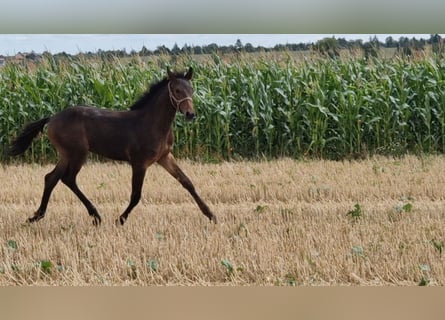 Hannoveraan, Hengst, 2 Jaar, Donkerbruin