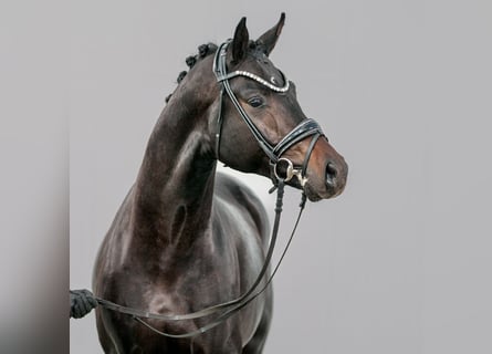 Hannoveraan, Hengst, 2 Jaar, Zwartbruin