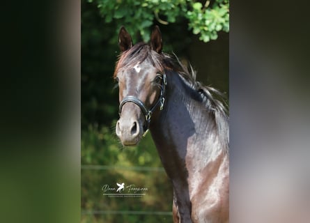 Hannoveraan, Hengst, 2 Jaar, Zwartbruin