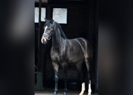 Hannoveraan, Hengst, 3 Jaar, 151 cm, Donkerbruin