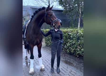 Hannoveraan, Hengst, 3 Jaar, 163 cm, Bruin