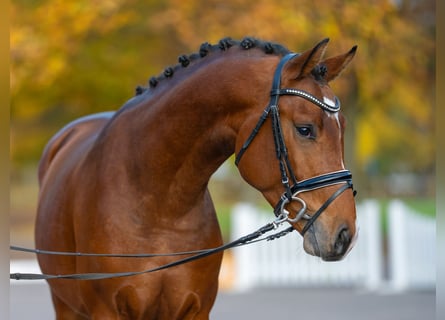 Hannoveraan, Hengst, 3 Jaar, 163 cm, Bruin