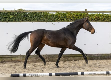 Hannoveraan, Hengst, 3 Jaar, 163 cm, Donkerbruin