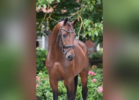 Hannoveraan, Hengst, 3 Jaar, 165 cm, Bruin