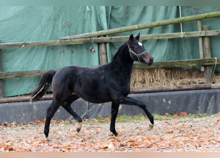 Hannoveraan, Hengst, 3 Jaar, 166 cm, Bruin