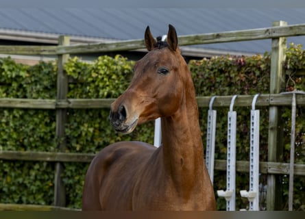 Hannoveraan, Hengst, 3 Jaar, 166 cm, Bruin