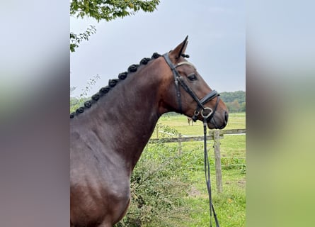 Hannoveraan, Hengst, 3 Jaar, 168 cm, Bruin